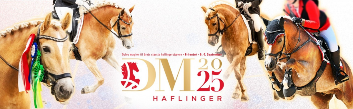 dm for haflinger afholdes på middelfart ridecenter. foto haflinger dm.