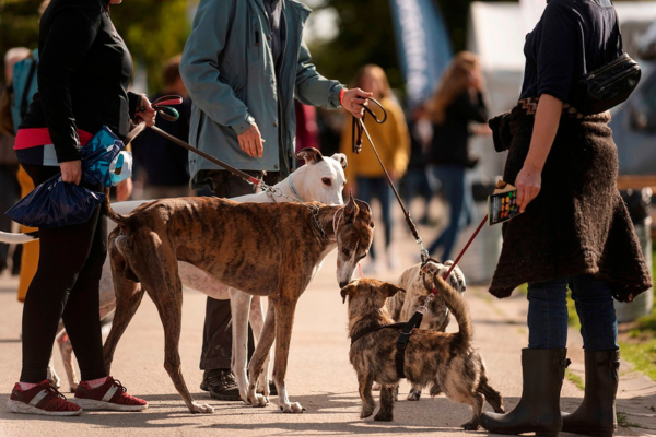 du vil kunne nyde hunde i alle størrelser til store heste og hundedag. foto jakob vind