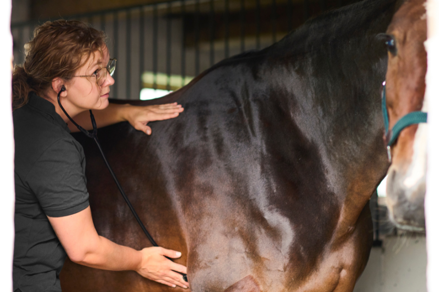 at lade hesten indgå i et systematisk vaccinationsprogram er første skridt mod hesteinfluenza. foto boehringer ingelheim