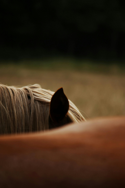 detox paste hjælper hestens fordøjelse og normaliserer tarmen. foto malgré tout