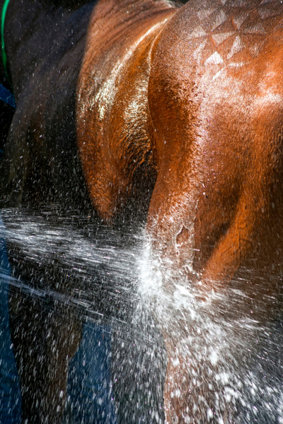 electro boost er designet til heste der sveder intenst. foto canva