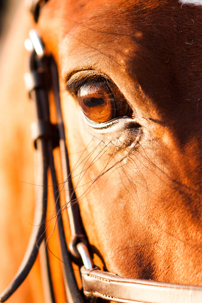 equi chill hjælper nervøse og stressede heste til at finde ro. foto canva