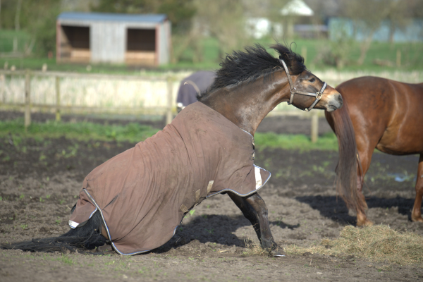 dækkenet skal passe hesten så den hæmmes så lidt som muligt i sin naturlige adfærd. foto kamila tworkowska