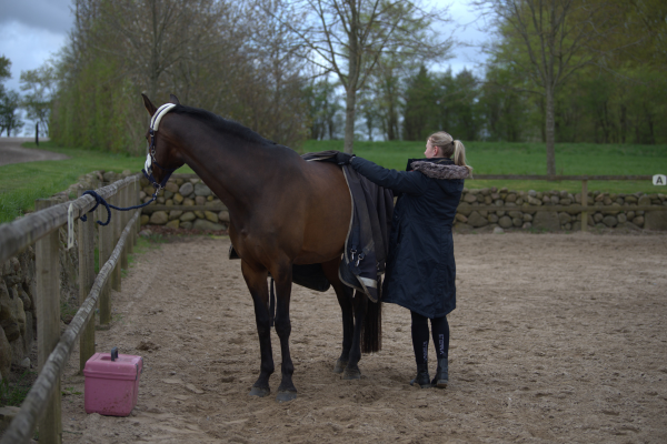 det er vigtigt at din hest får dækkenet af hver dag så pelsen får luft og du kan holde øje med at pelsen ikke bliver slidt som indikation på at dækkenet ikke passer optimalt. foto malgré tout.