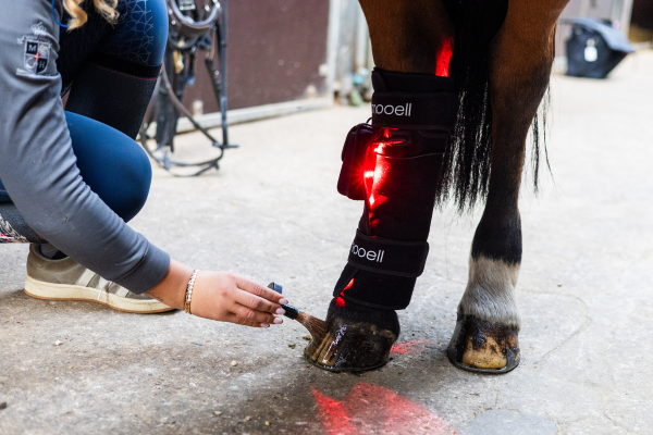 mooell lysterapi pad varmer muskler og led op, mens du gør hesten klar. foto malgré tout