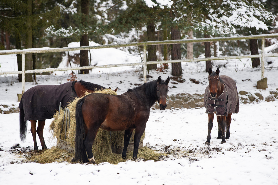 om din hest skal ha dækken på eller, ej afhænger meget af hvor meget og hvordan du bruger den. foto kamila tworkowska