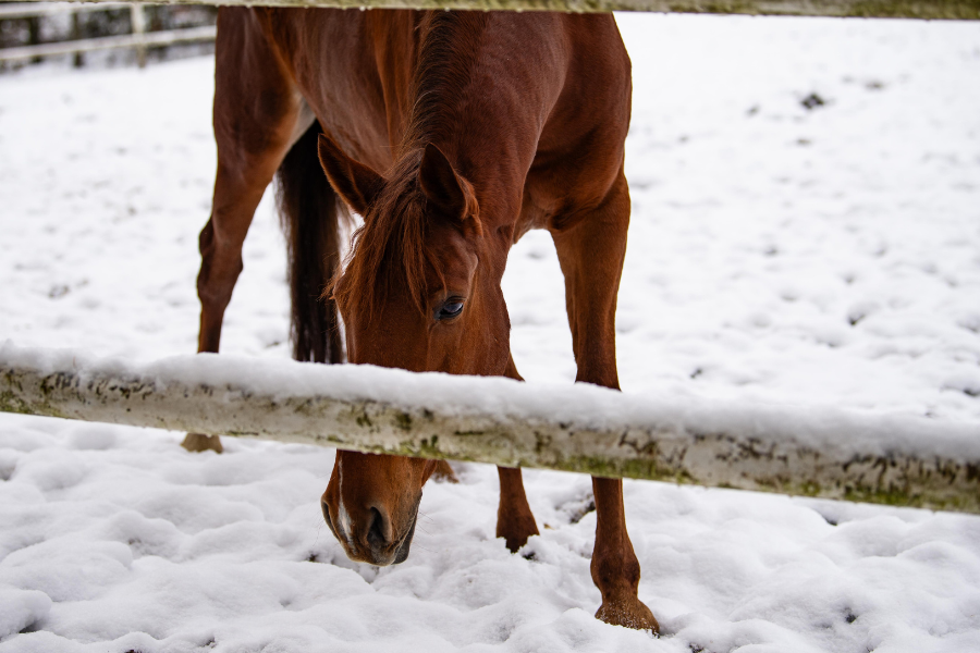roepiller er især et populært fodervalg om vinteren. foto kamila tworkowska