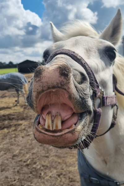 foto sasha bech peterson