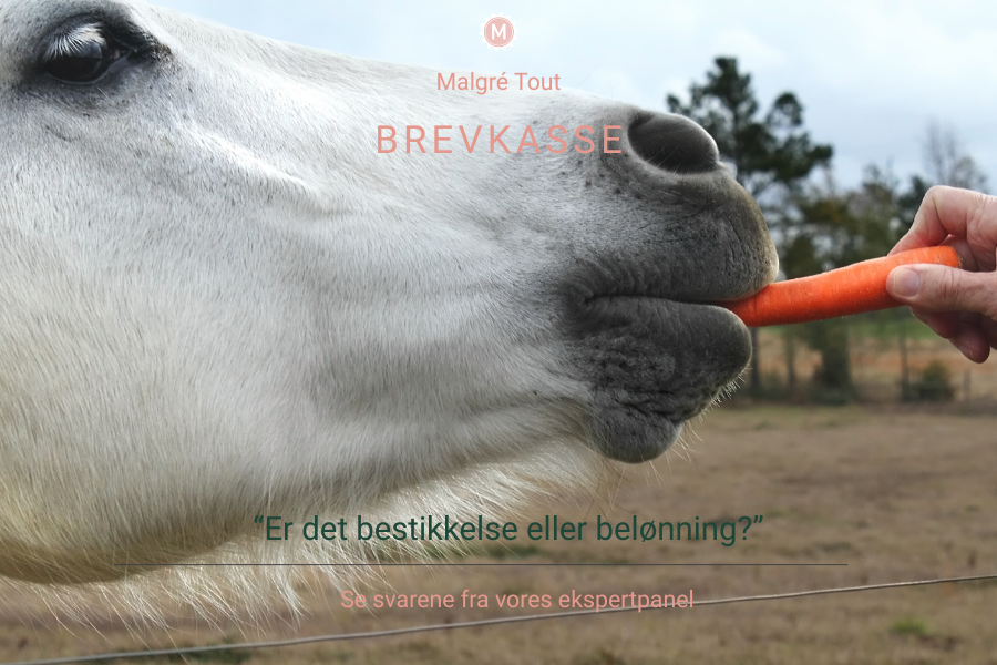er det belønning eller bestikkelse at give en godbid når vi ønsker noget af hesten. foto canva pro.