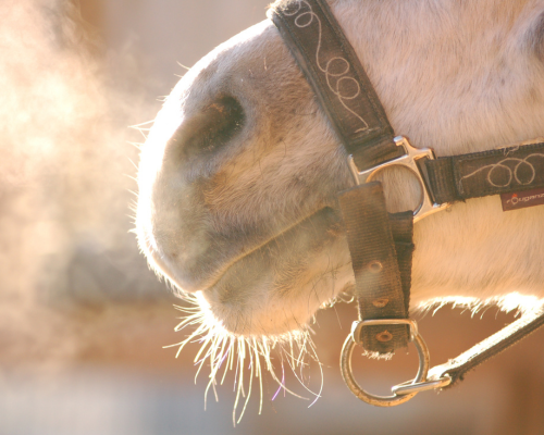 heste kan kun trække vejret gennem næsen og indånder mange loiter luft pr. åndedrag. foto canva pro.
