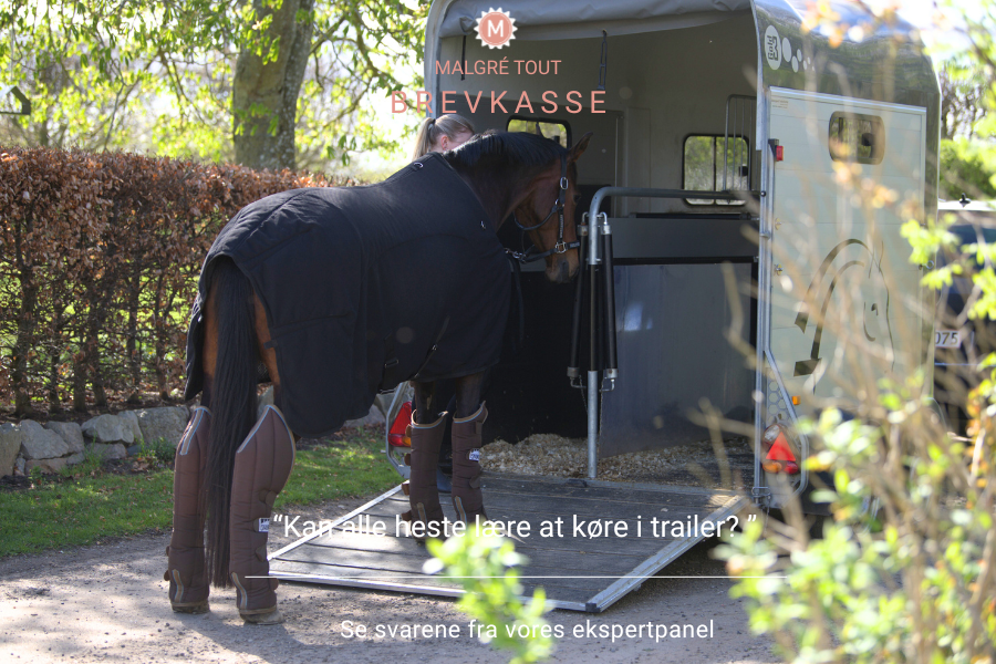 nogle heste har sværere end andre ved at overvinde sin naturlige frygt for at gå ind i en hestetrailer. foto malgré tout