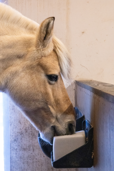 Det kan være en god idé at lade hestene have adgang til ekstra salt hele året rundt forudsat at de har fri adgang til vand. foto malgré tout