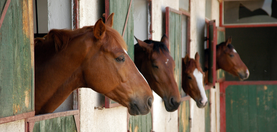 mange heste står mere i boks om vinteren hvilket kan give flere problemer både psykisk og fysisk. foto canva pro