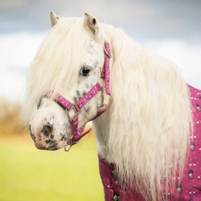 pony i pink. foto arkiv
