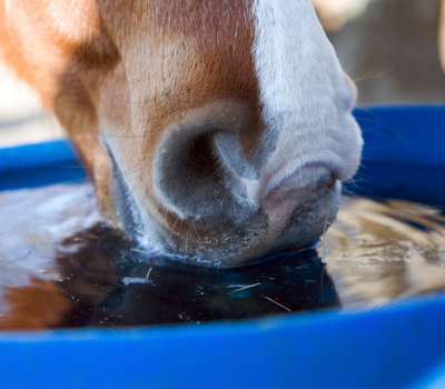 studie viser, at heste kan drikke op til 40 % mere, når vandet er tempereret frem for iskoldt. foto canva pro