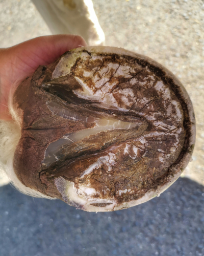 dårlig hovkvalitet kan skyldes forkert og ubalanceret fodring.