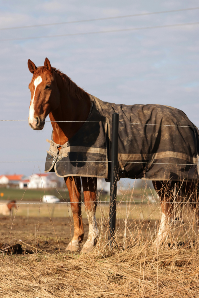 der er flere afgørende faktorer for hvilket dækken der er passende for din hest. foto canva pro