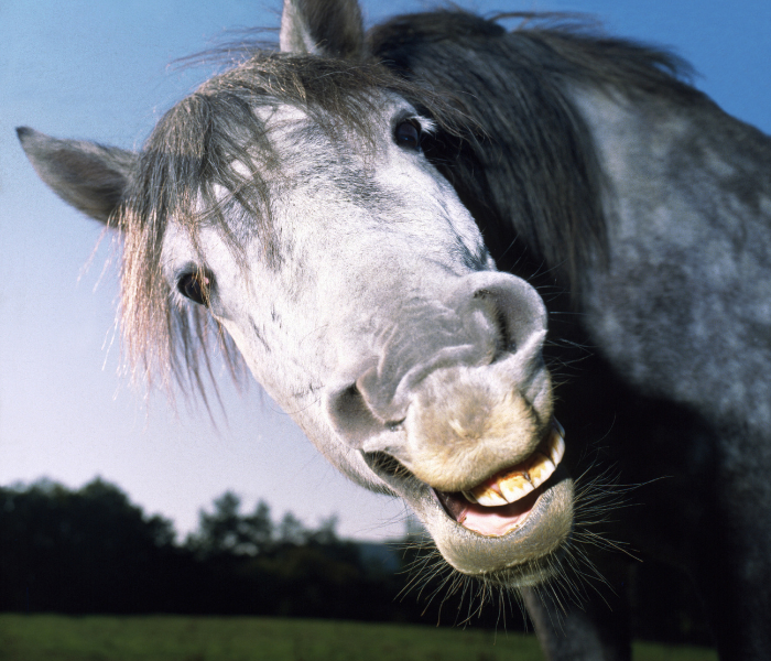 en gladfhest er en hest med et velfungerende tarmsystem. foto canva