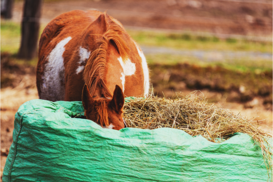 en grovforderanalyse gør det muligt at beregne, hvor meget grovfoder hesten bør have, og hvilke næringsstoffer der eventuelt skal suppleres med. foto canva