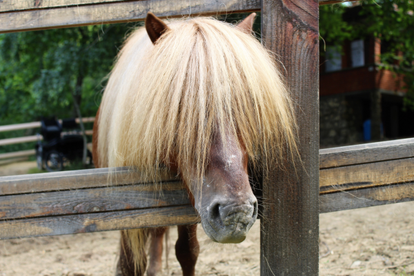 en lille fold med fast bund kan være et godt alternativ til en boks ved ordineret boksro. foto canva