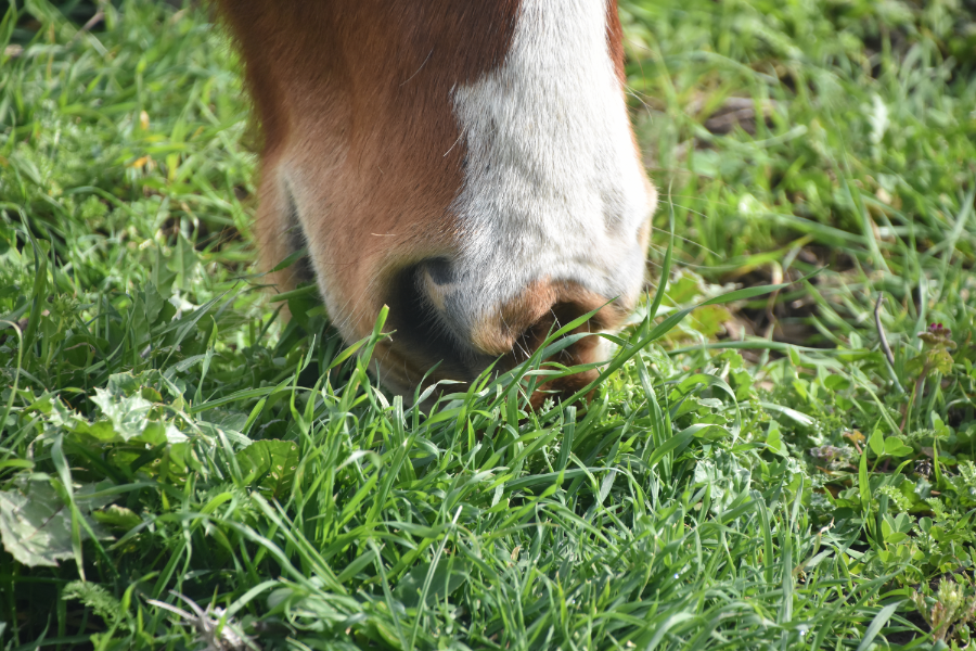 forår betyder sol, varme og græs. sidstnævnte er ofte en glæde for hestene, men en bekymring for ejerne. foto canva pro