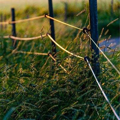 græs der vokser ind i hegnet og afleder strømmen.
