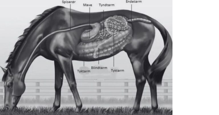 hestens mavesaek er relativ lille set i forhold til dens stoerrelse. til gengaeld er hestens tarmsystem meterlangt. illustration holdyourhorses.dkmalgre tout 768x403