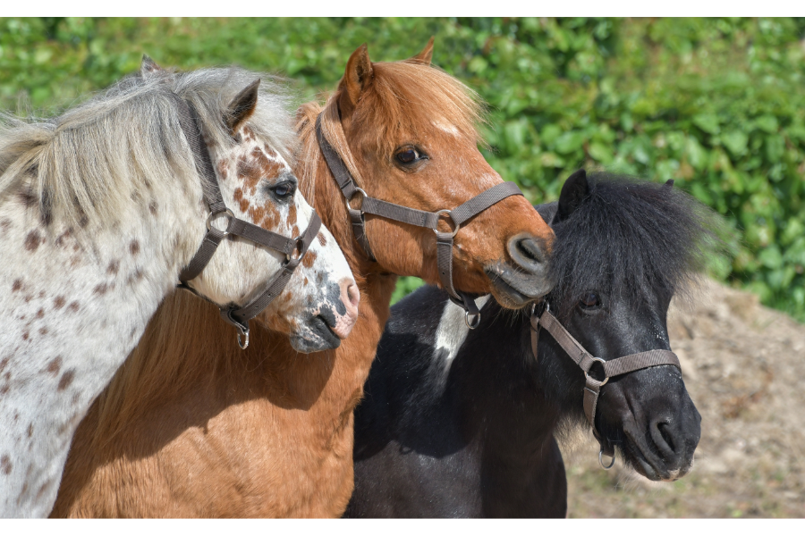 husker du den første pony der krøb helt under huden på dig og hvad det har betydet for dig senere i livet. foto canva
