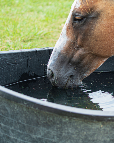 hvis hesten selv kan vælge, foretrækker den ofte at drikke af spand eller balje. foto canva