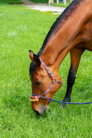 indgræsning kan for eksempel foregå for hånd, hvor man dagligt øger tiden for græsning. foto canva pro