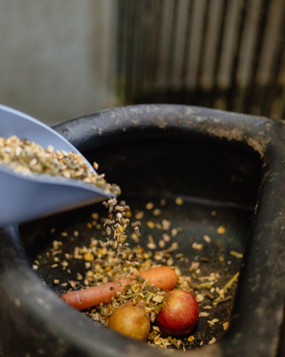 krybbefoderet er med til at dække hesten ind med vitaminer og mineraler. foto malgré tout