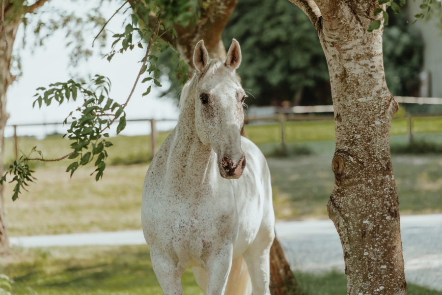 lytter du når din hest taler til dig foto victoria binder photography
