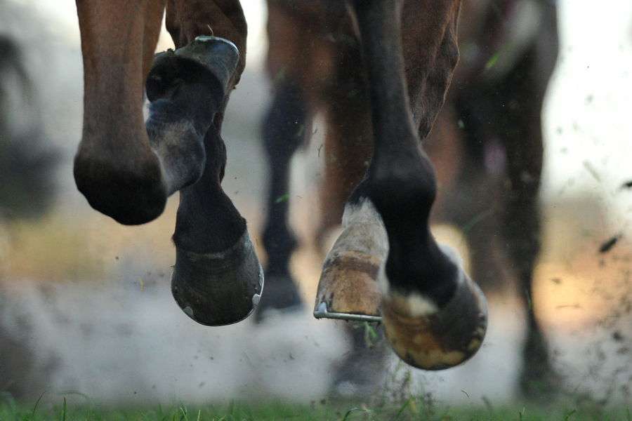 nogle af de bedste måde at undgå halthed hos heste på er ved at få hovene beskåret reglmæssigt samt at træne på forskelligt underlag. foto canva pro