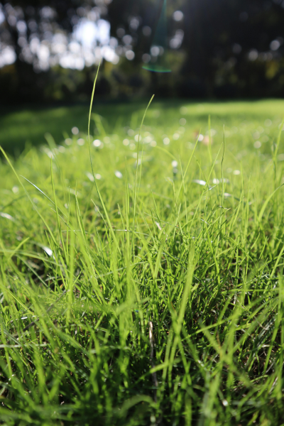 saftigt grønt græs hører foråret til, men hestene skal vænnes langsomt til det. foto canva pro