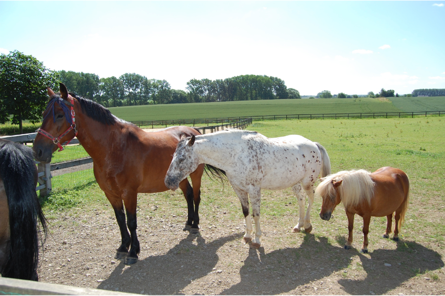 studie viser at mikroorganismerne i bagtarmen kan spille en rolle i, hvordan heste udnytter sit foder. foto canva