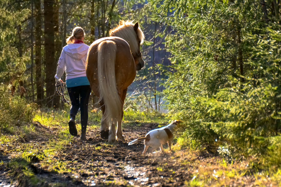 vitaminer, mineraler, protein, fedt og kulhydrater skal tilpasses hestens alder, træningsniveau og livsstil jævnligt. foto canva
