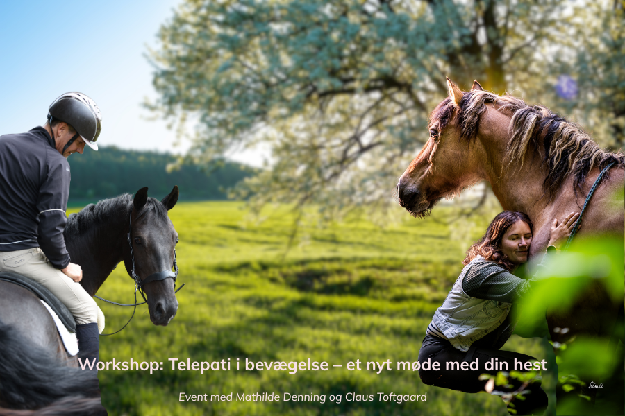 workshop telepati i bevægelse – et nyt møde med din hest. foto simii photography og anne sofie schou munk