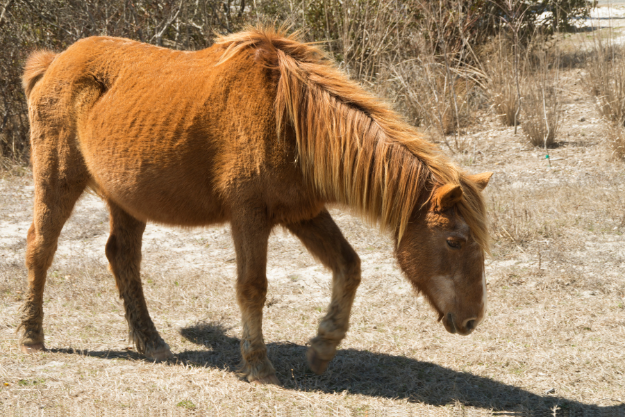 En ældre hest som har mistet muskelmasse og er meget slank.