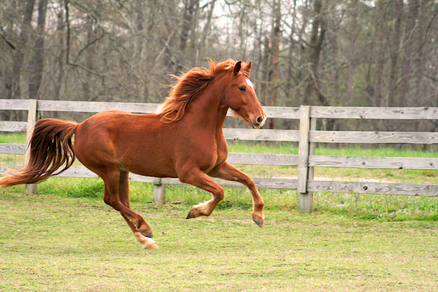 Hest løber i fuld galop på folden.