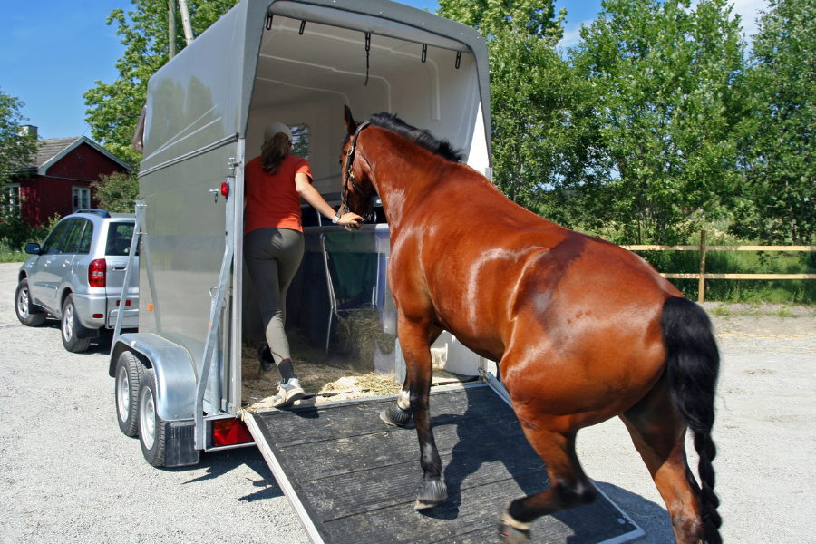 Hest gaar i trailer.