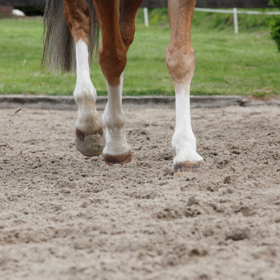 hest gaar paa ridebane