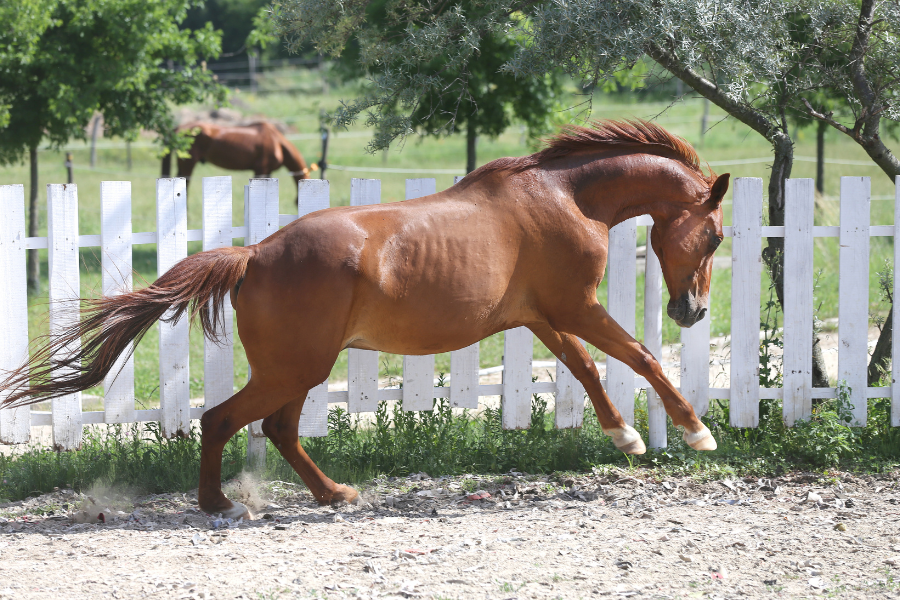Hest i galop på ridebane som laver krumspring.