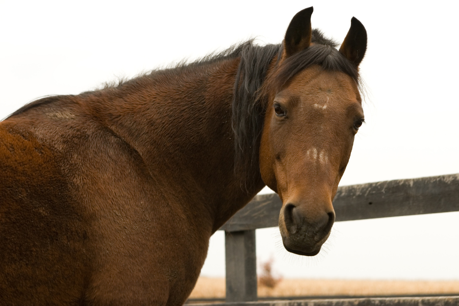 Aeldre hest kigger på kameraet med oerene fremme og mudder paa sig.