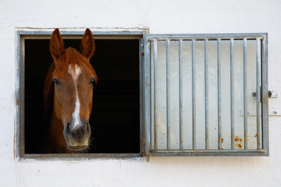 Hest kigger ud af vindue i sin boks.