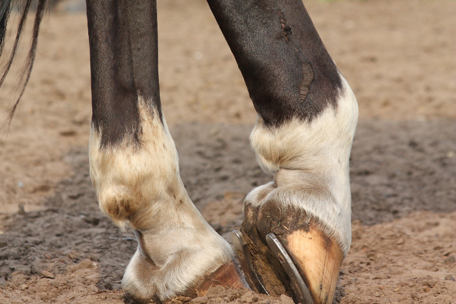 Hest med sår på benet.