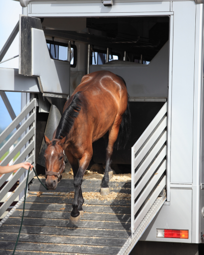 Hest paa vej ud af hestetrailer.