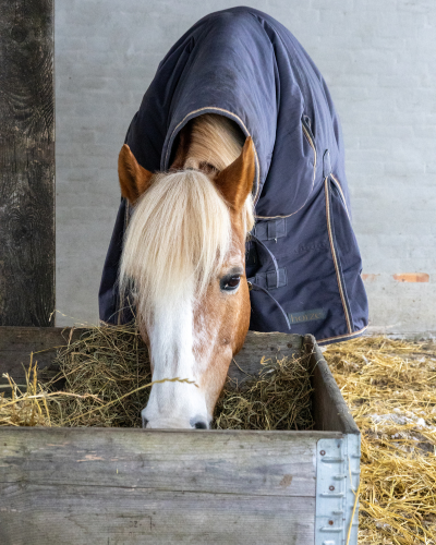 hest spiser wrap på folden