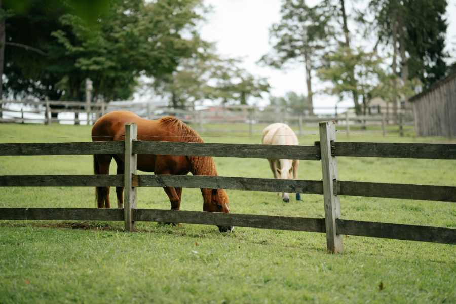Heste der græsser på fold bag træhegn.