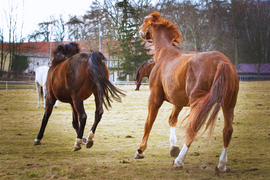 Heste leger pa folden og jagter hinanden.