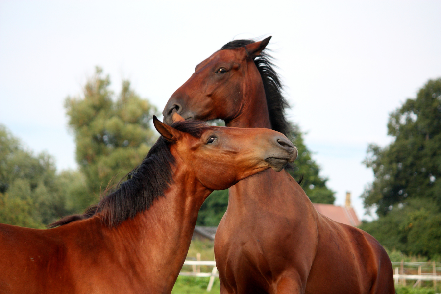 heste leger paa folden.